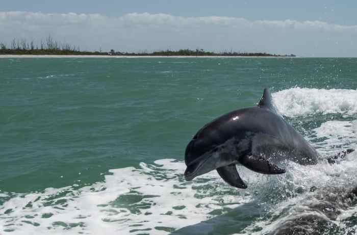 Interesting Facts About Bottlenose Dolphins: What To Expect On Your ...